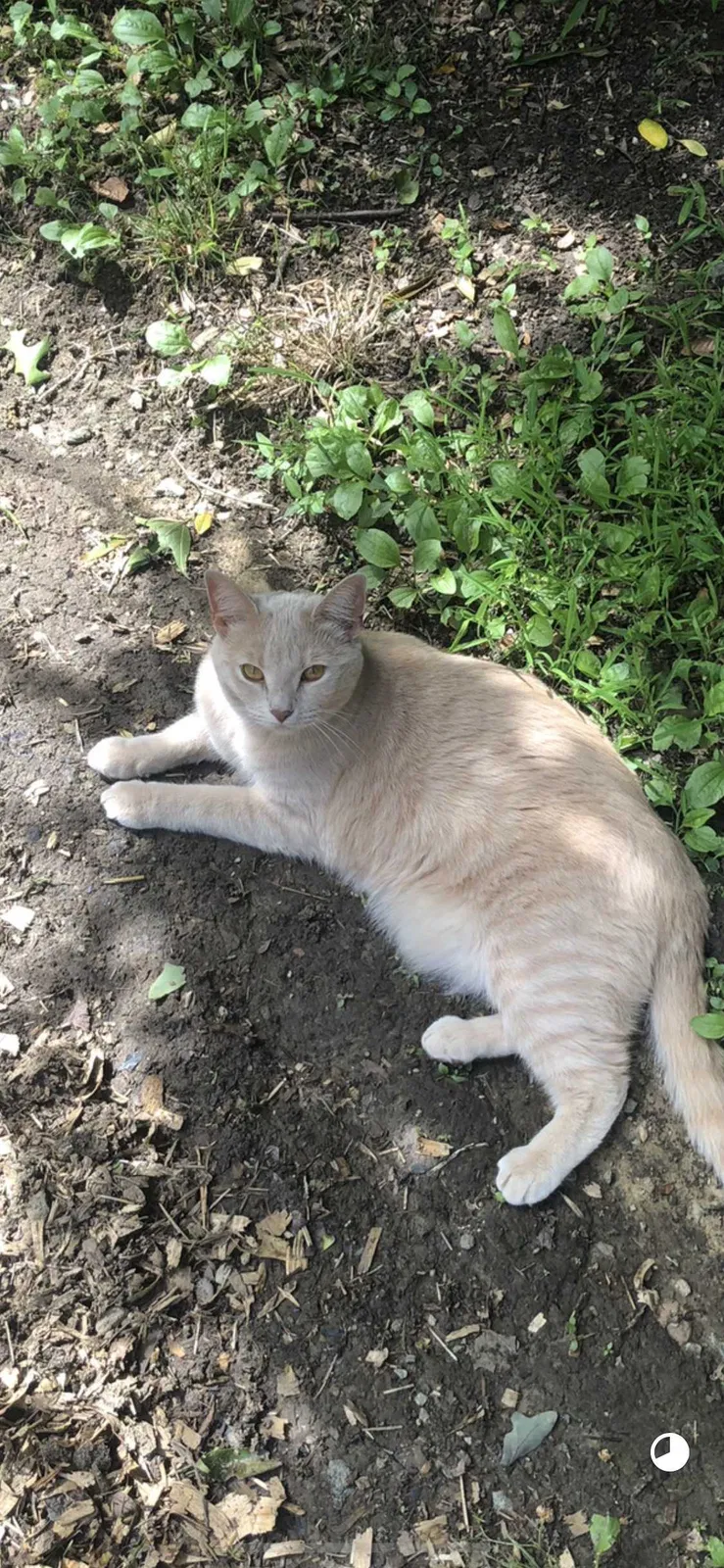 Lost cat in Liberty, NC, 27298