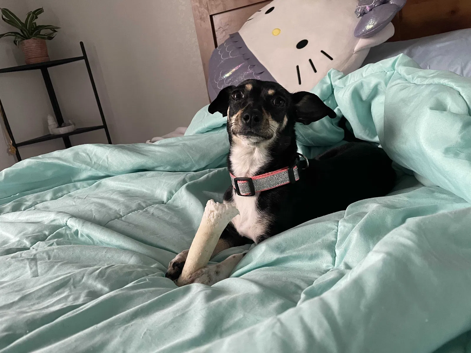 Lost dog in San Antonio, TX, 78249