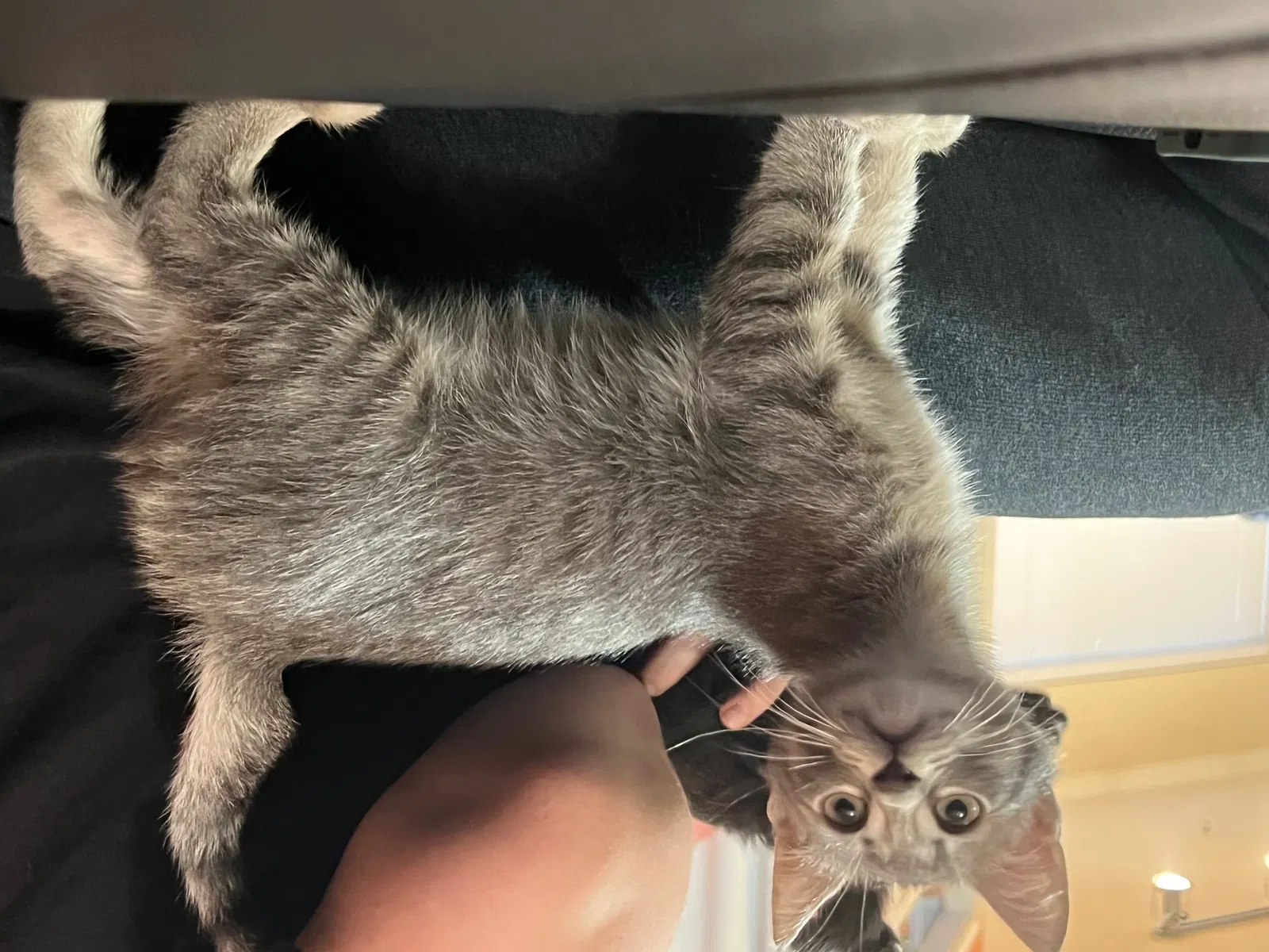 Lost cat in San Antonio, TX, 78213