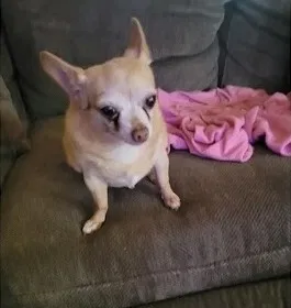 Lost dog in Fountain Valley, CA, 92708
