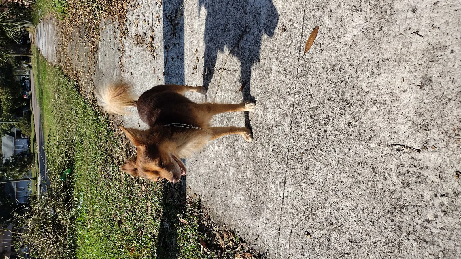 Lost dog in Jacksonville, FL, 32218