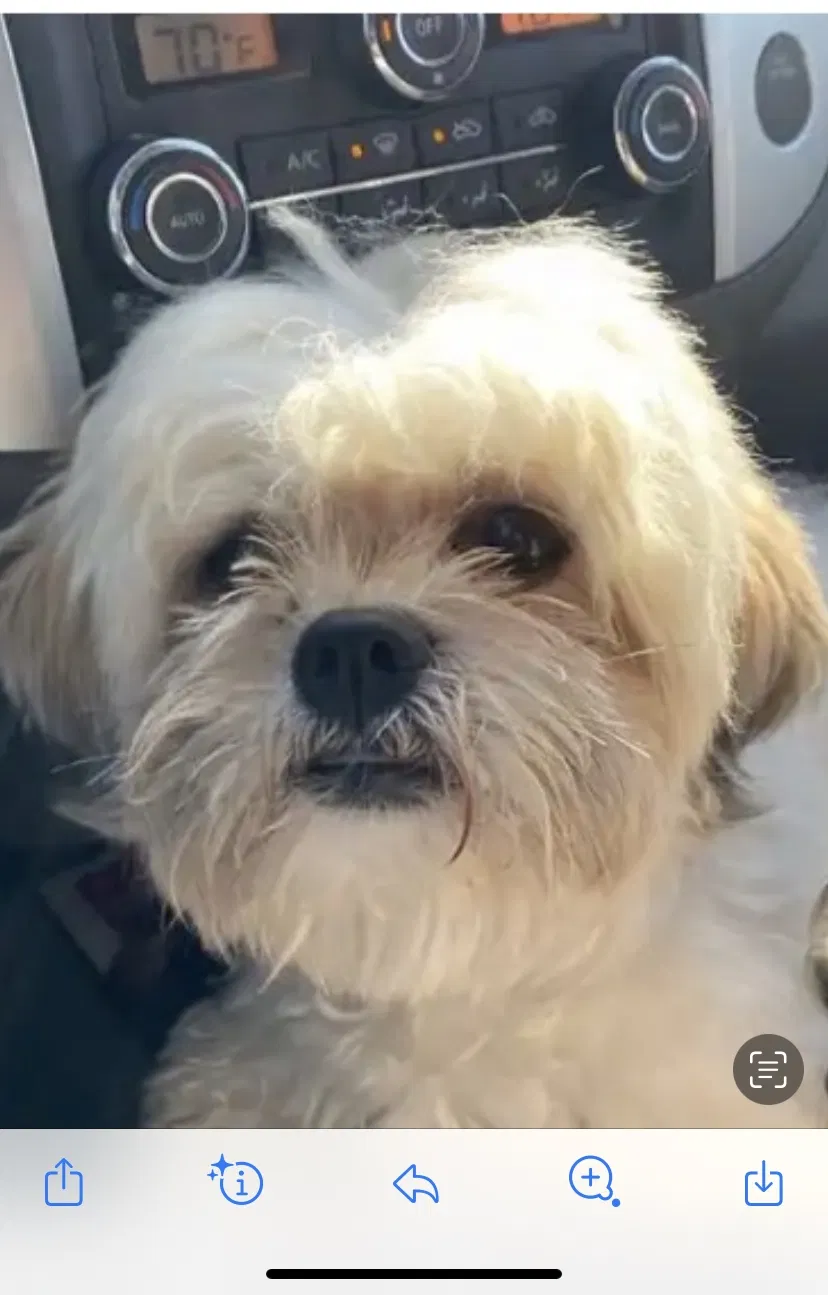 Lost dog in Oceanside, CA, 92057