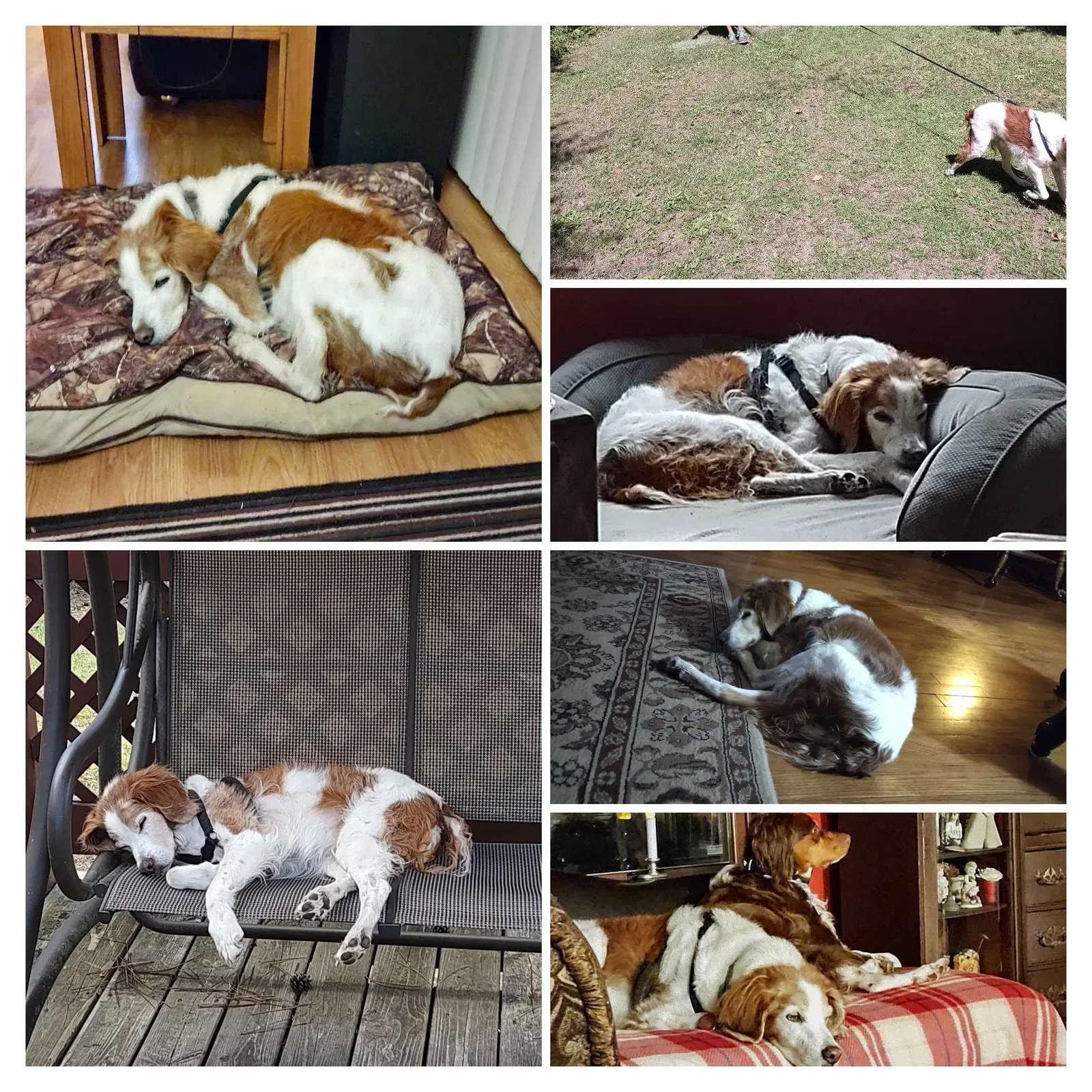 Lost dog in Athelstane, WI, 54104