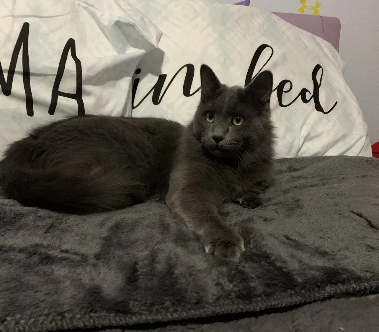 Lost cat in League City, TX, 77573