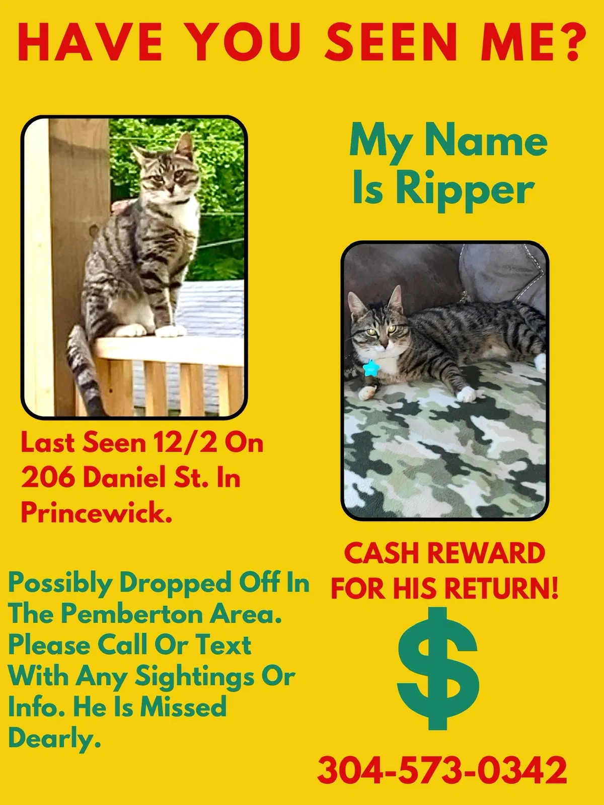 Lost cat in Princewick, WV, 25908