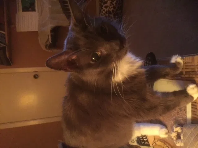 Lost cat in Tomball, TX, 77375