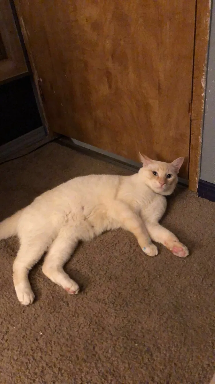 Lost cat in Damascus, OR, 97089