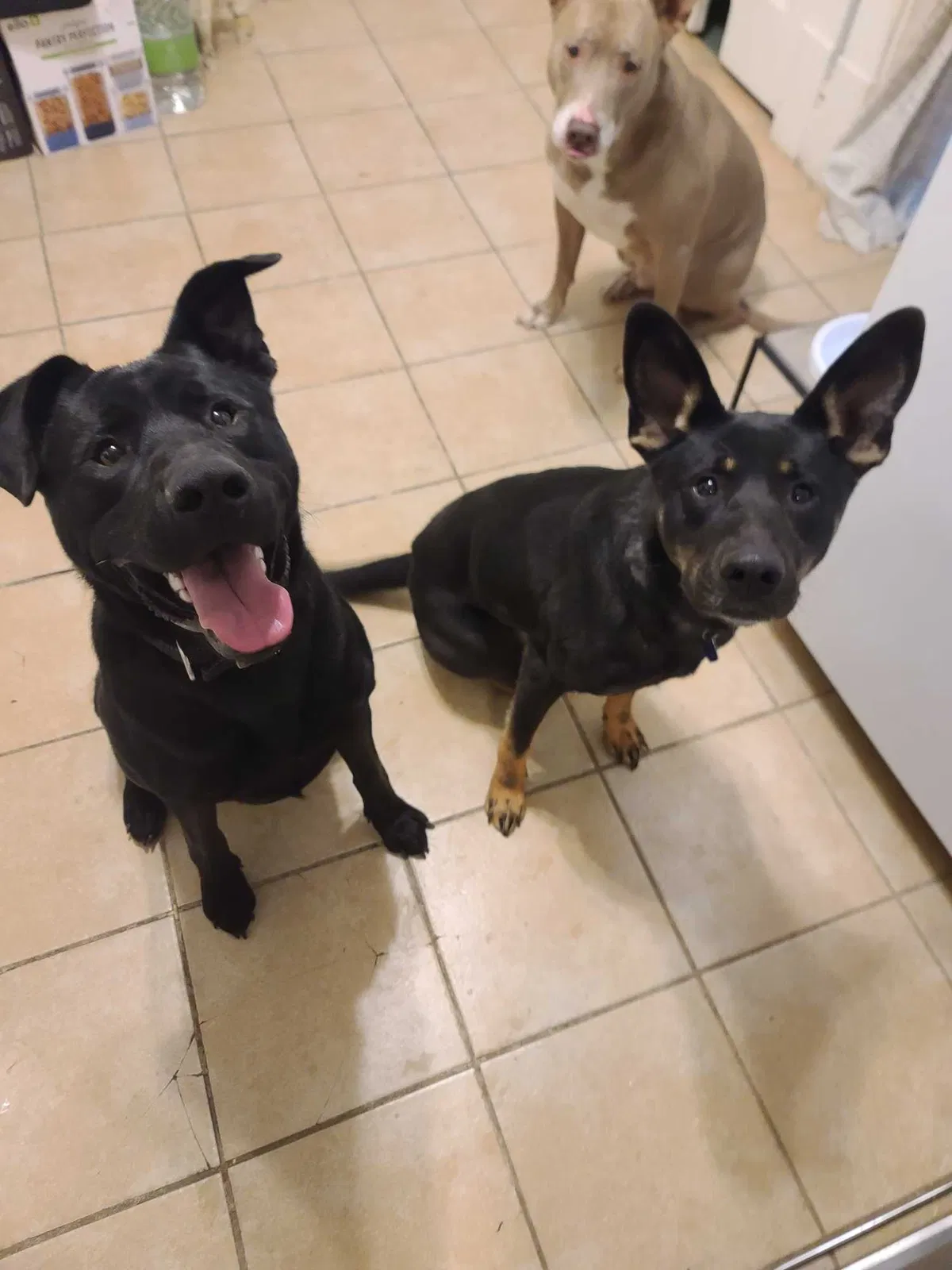 Lost dog in Bixby, OK, 74008