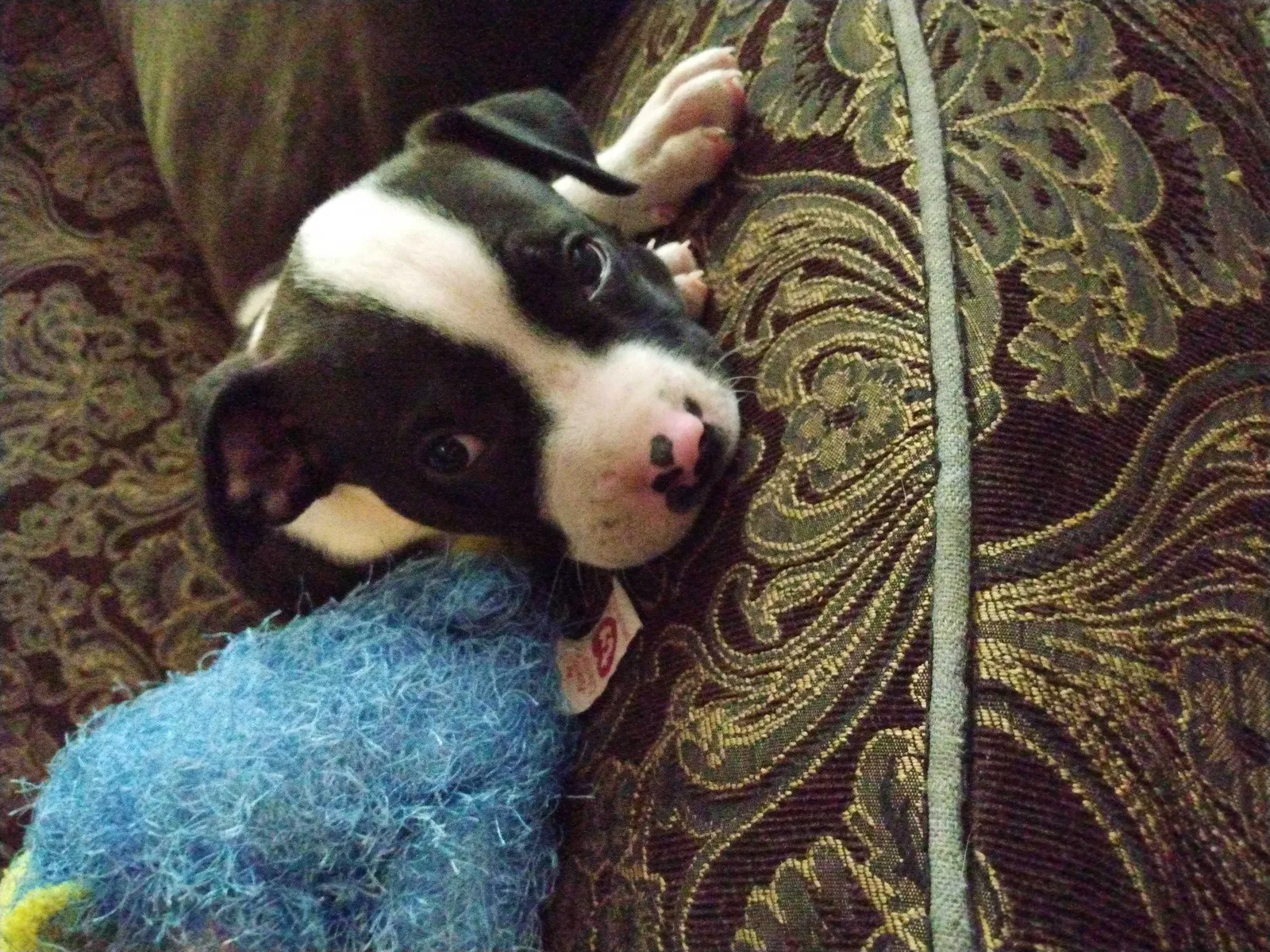 Lost dog in Albuquerque, NM, 87105