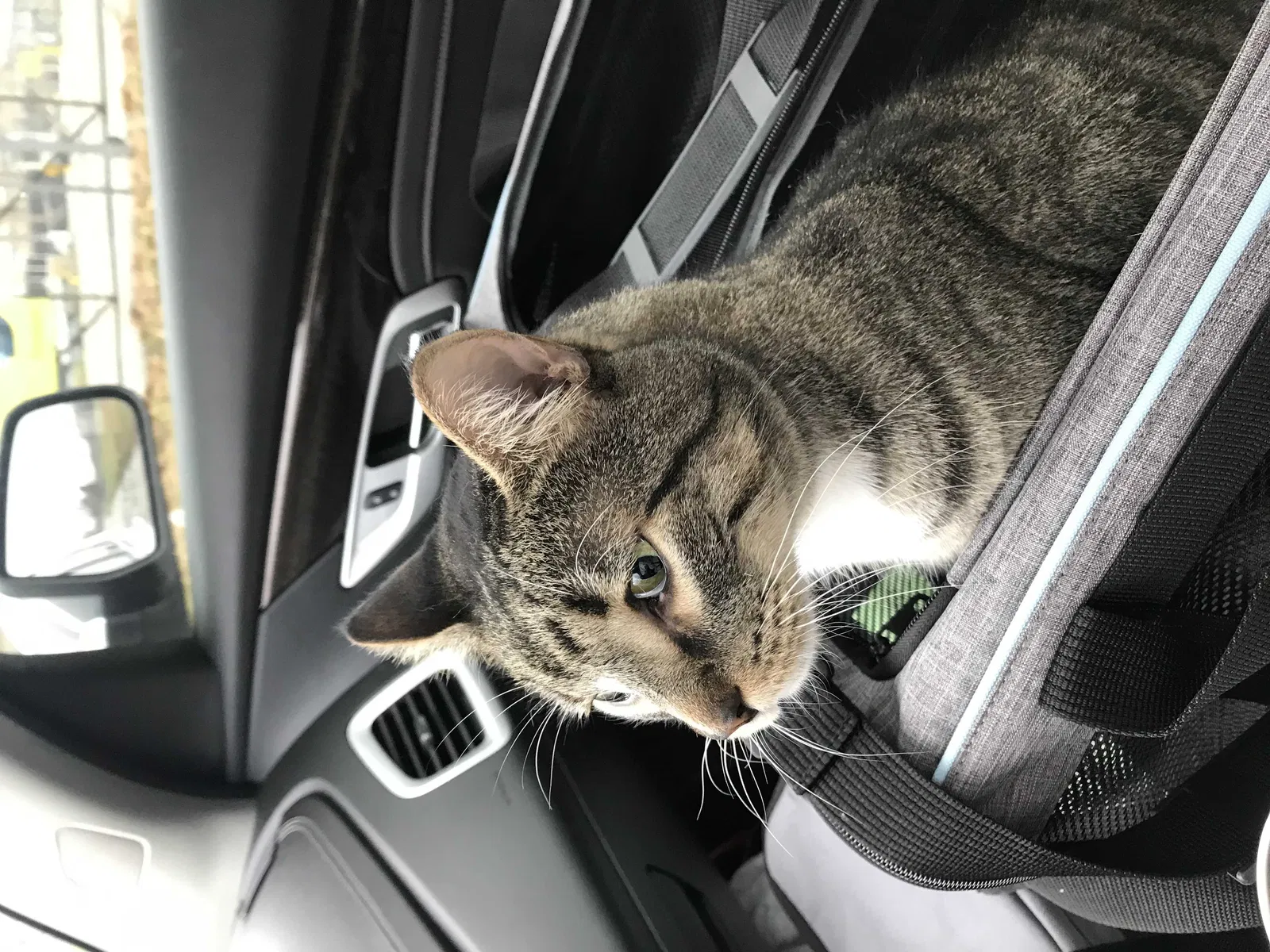 Lost cat in Claremore, OK, 74017