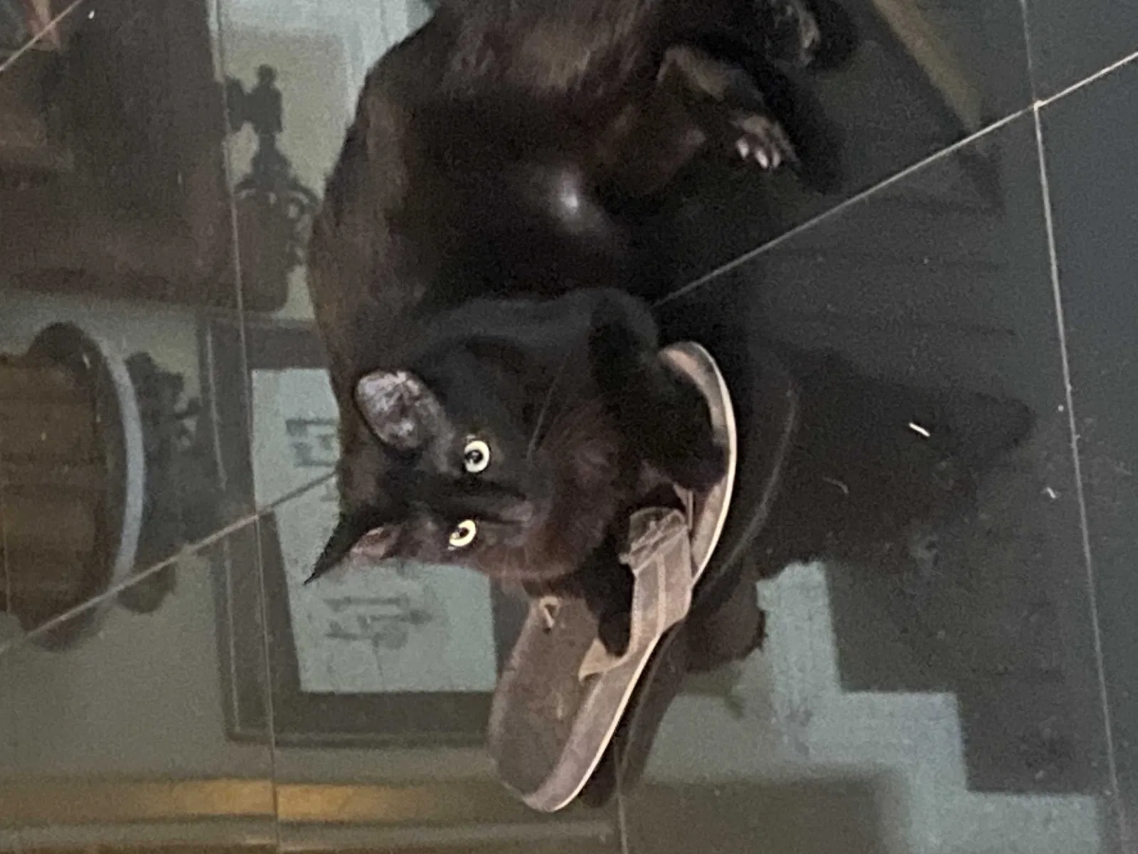 Lost cat in Edinburg, TX, 78539