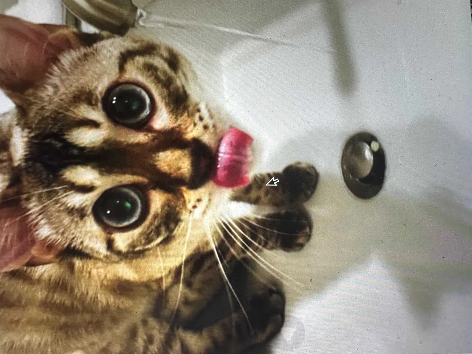 Lost cat in Beverly Hills, CA, 90211