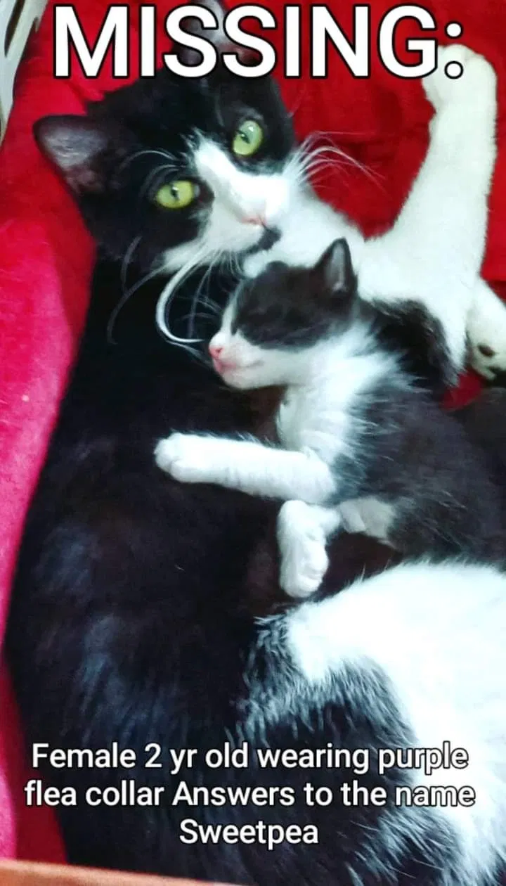 Lost cat in Belton, MO, 64012