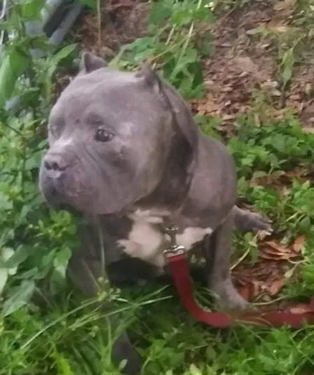 Lost dog in Dade City, FL, 33523