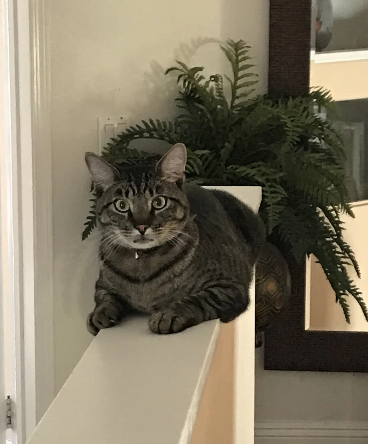 Lost cat in Trabuco Canyon, CA, 92679