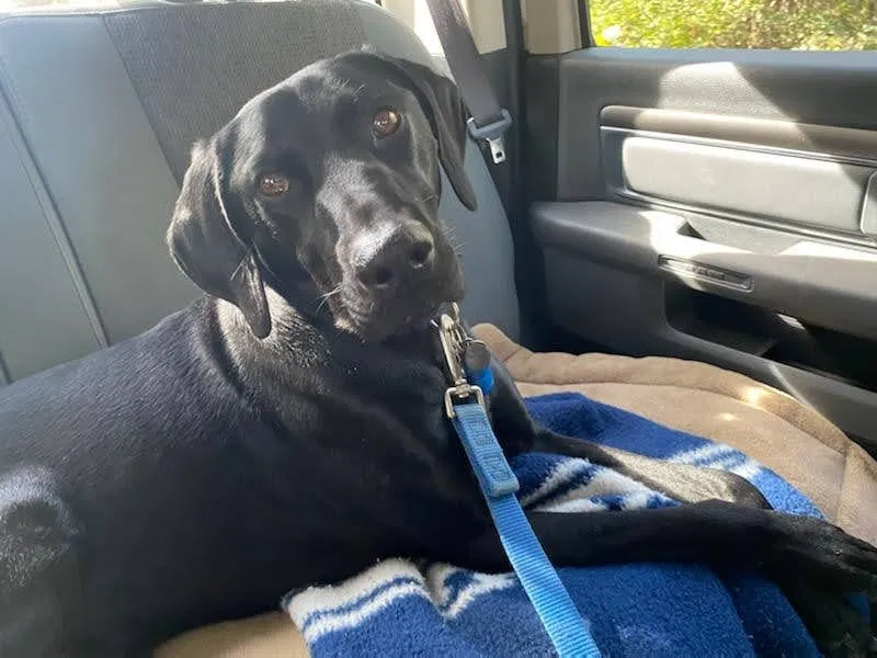 Lost dog in Jacksboro, TN, 37757