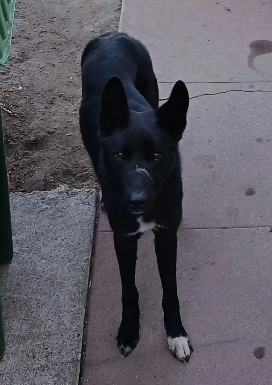 Found dog in Stockton, CA, 95204