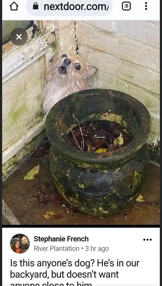 Lost dog in Conroe, TX, 77302