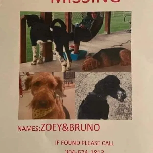 Lost dog in Clarksburg, WV, 26301