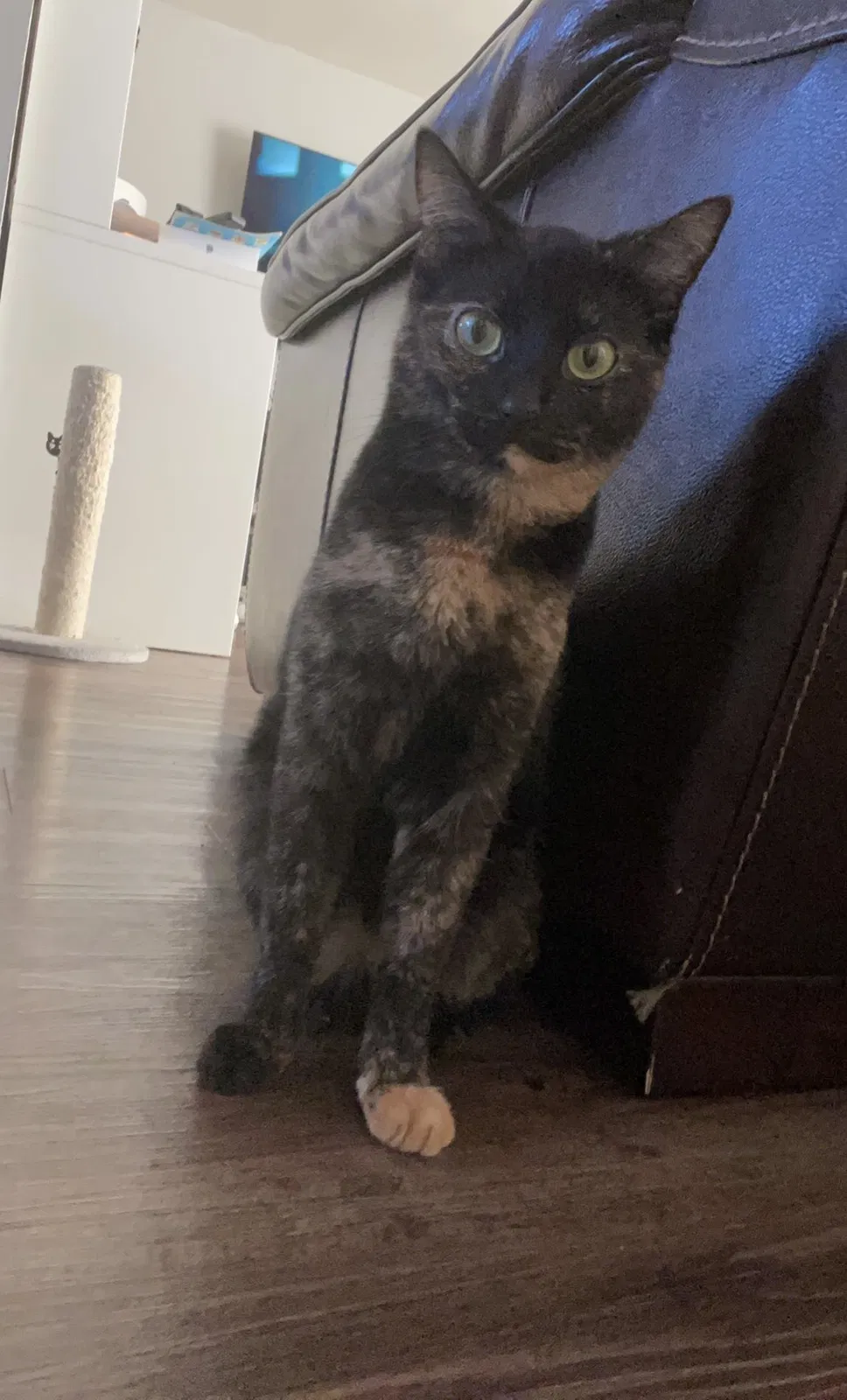 Lost cat in Castro Valley, CA, 94546