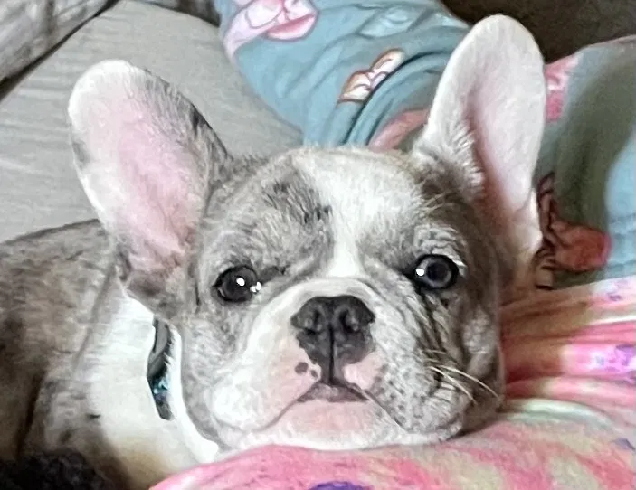 Lost dog in Sacramento, CA, 95821