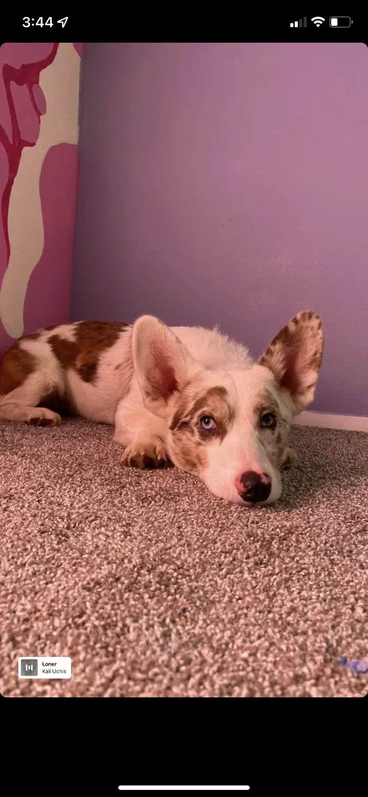 Lost dog in Tacoma, WA, 98422