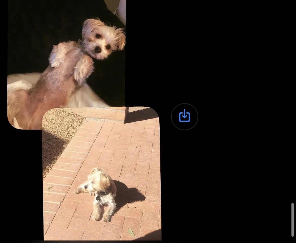 Lost dog in Tucson, AZ, 85749