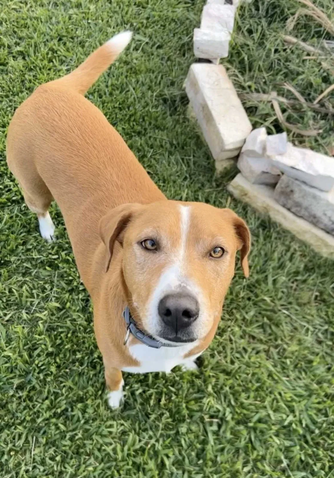 Lost dog in Baytown, TX, 77521