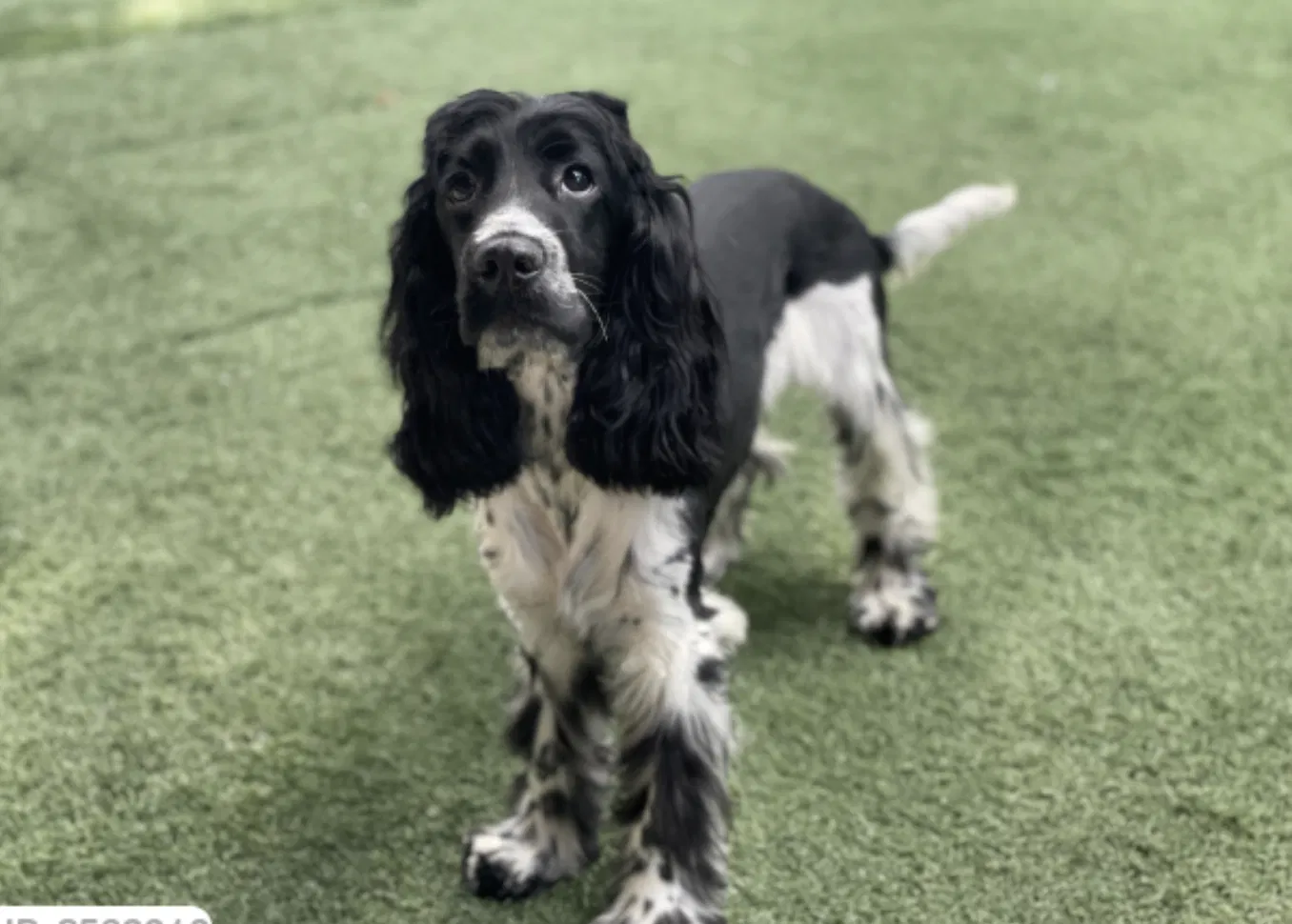 Lost dog in Miami, FL, 33168