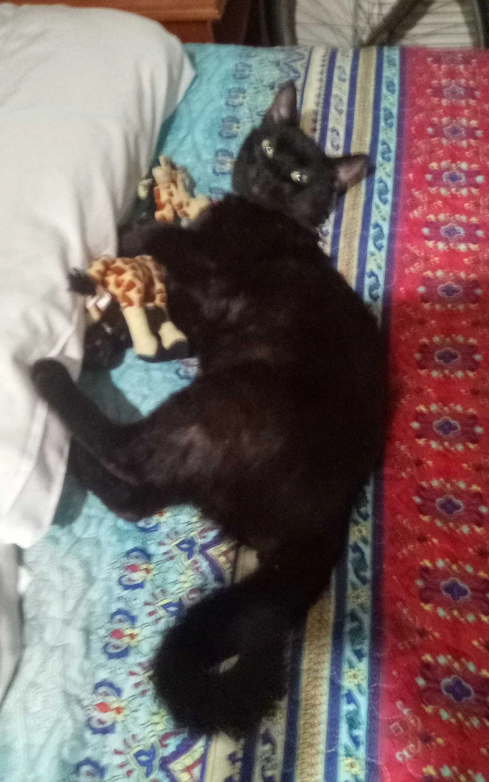 Lost cat in Long Beach, CA, 90806