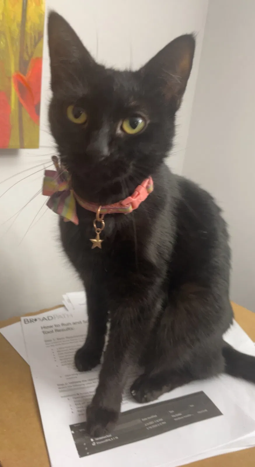 Lost cat in Knoxville, TN, 37923