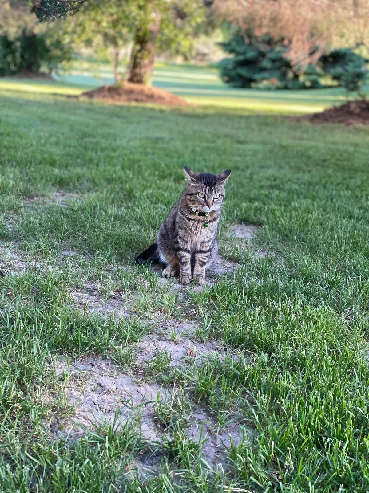 Lost cat in Oconomowoc, WI, 53066