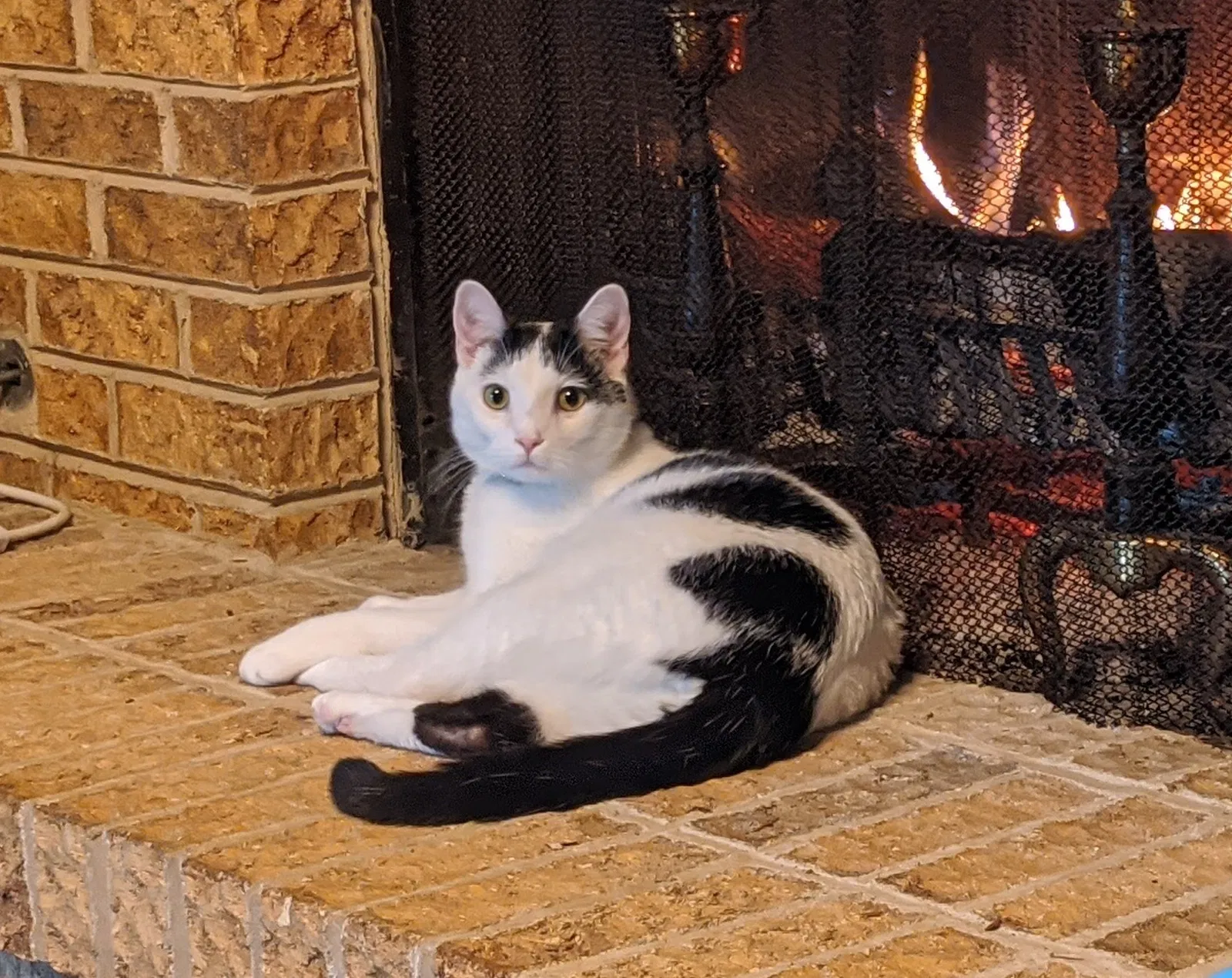Lost cat in Park Forest, IL, 60466