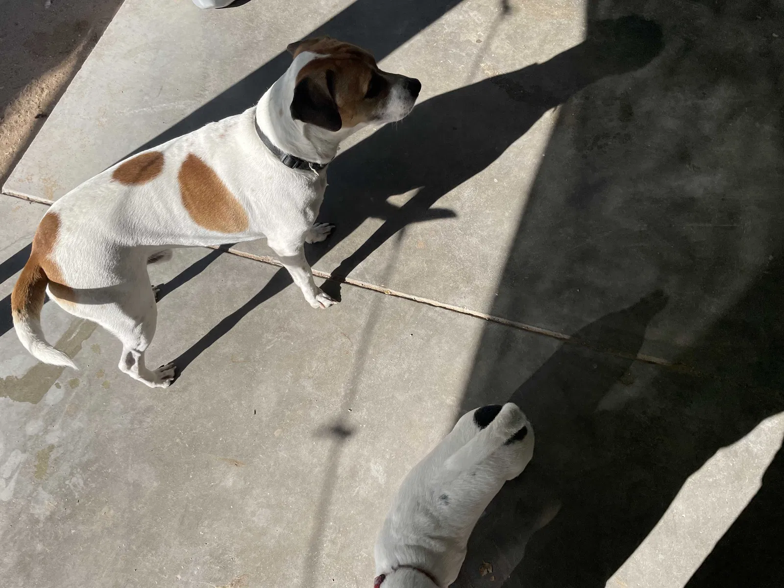 Found dog in Bullhead City, AZ, 86442