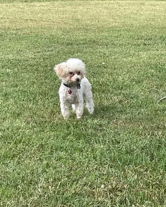 Lost dog in Hampton, VA, 23664
