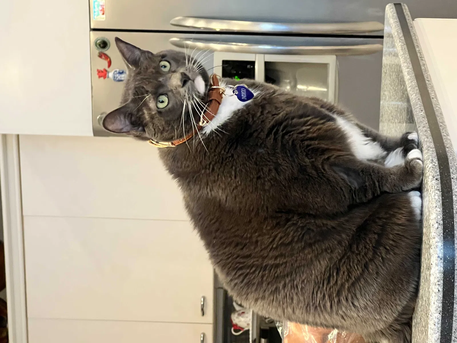 Lost cat in Denver, CO, 80231