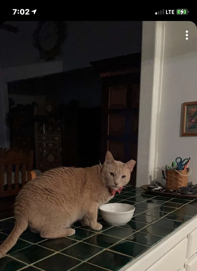 Lost cat in El Paso, TX, 79934
