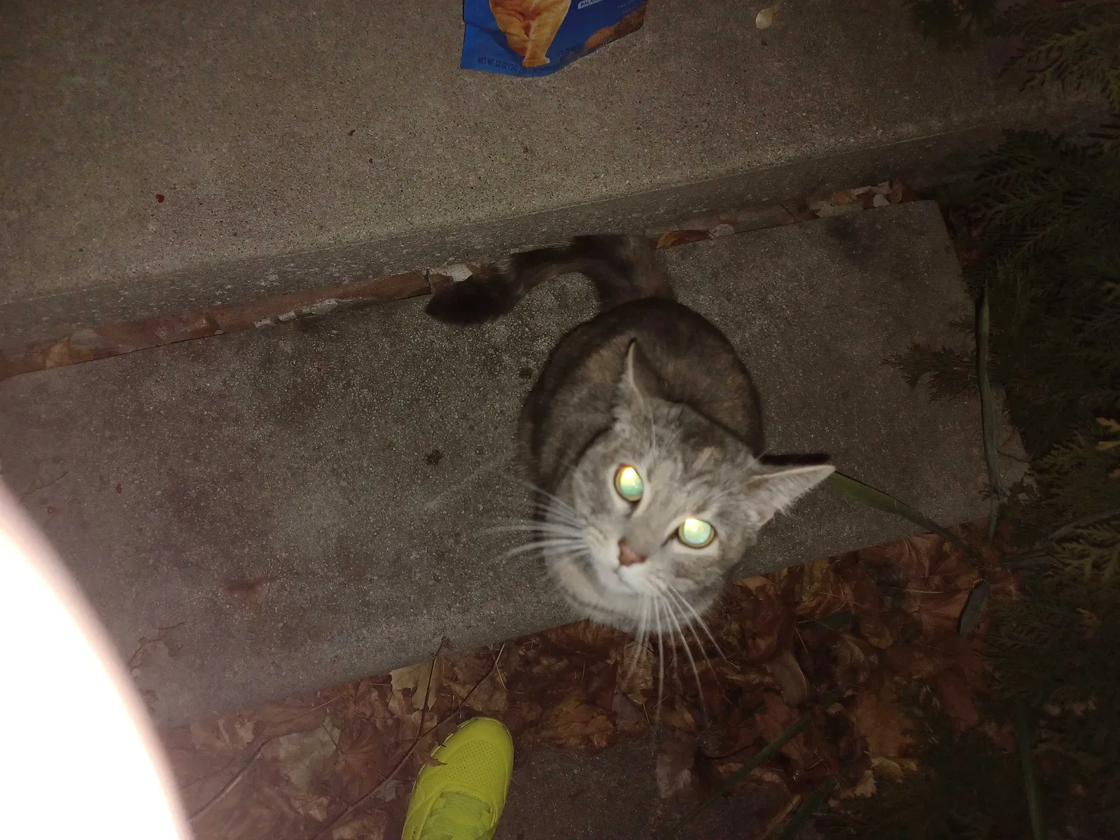Found cat in Warren, MI, 48091