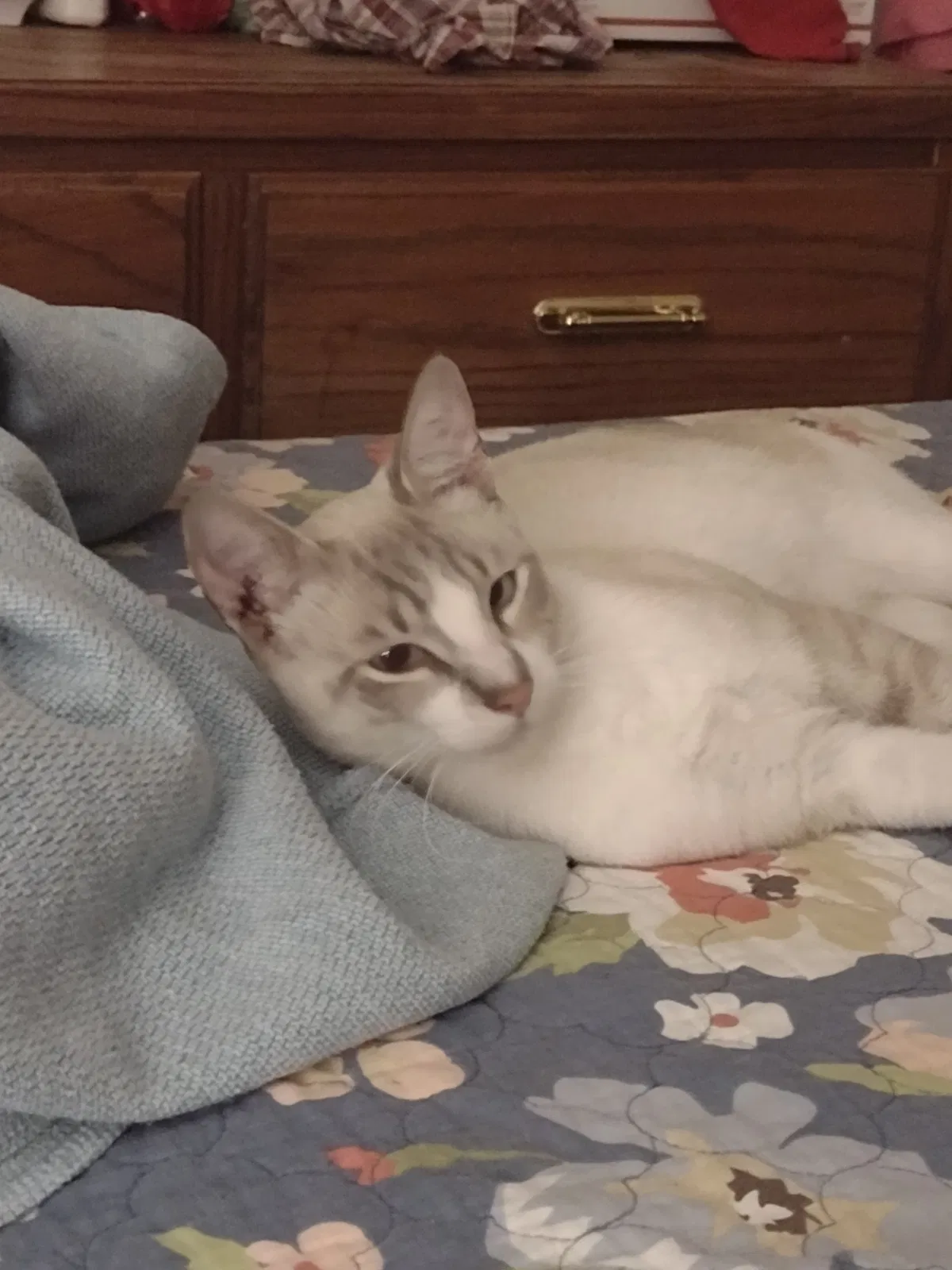 Lost cat in New Braunfels, TX, 78130
