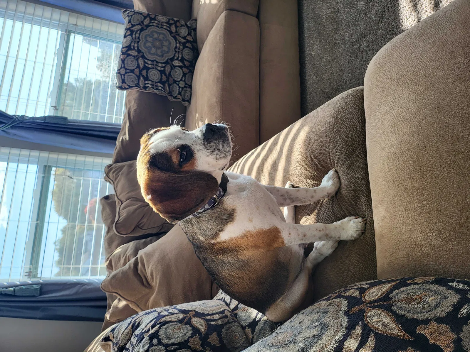 Lost dog in Pickerington, OH, 43147