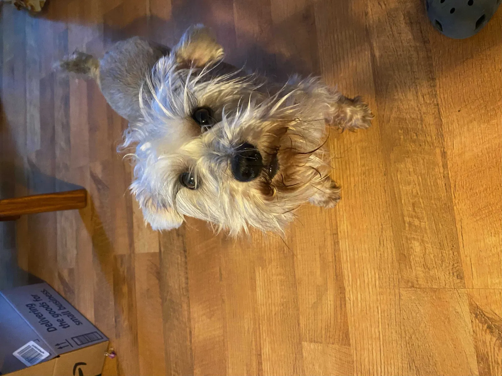 Lost dog in Glenpool, OK, 74033