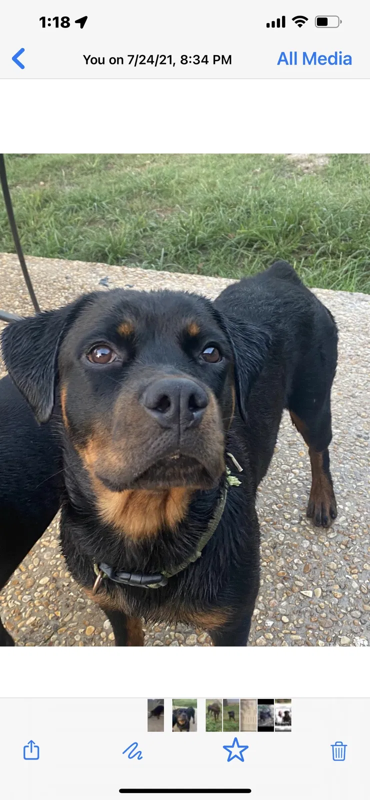 Lost dog in San Antonio, TX, 78228