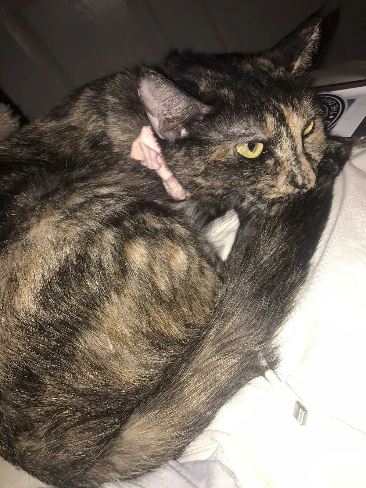 Lost cat in Silverdale, WA, 98315