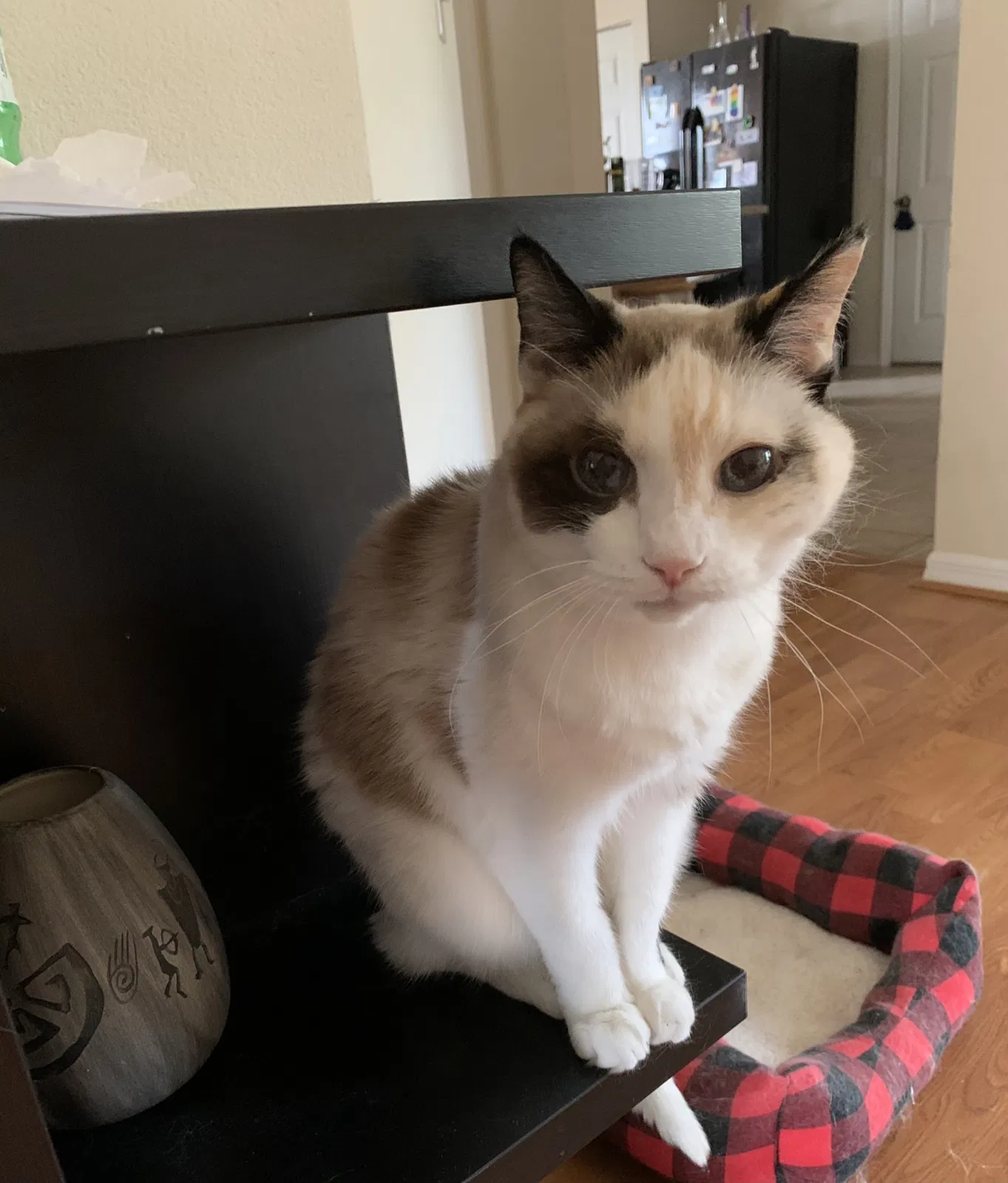 Lost cat in New Port Richey, FL, 34654