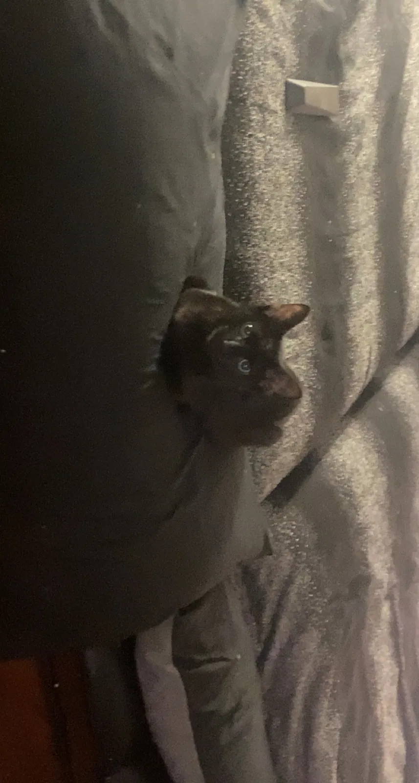 Lost cat in Sewell, NJ, 8080