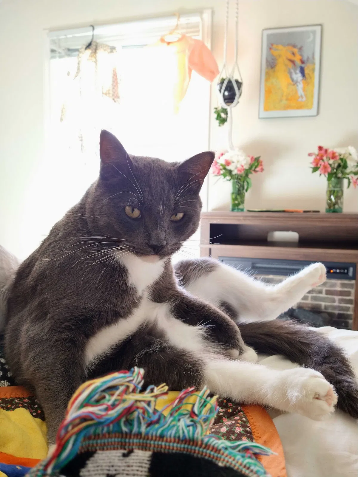 Lost cat in Olympia, WA, 98506
