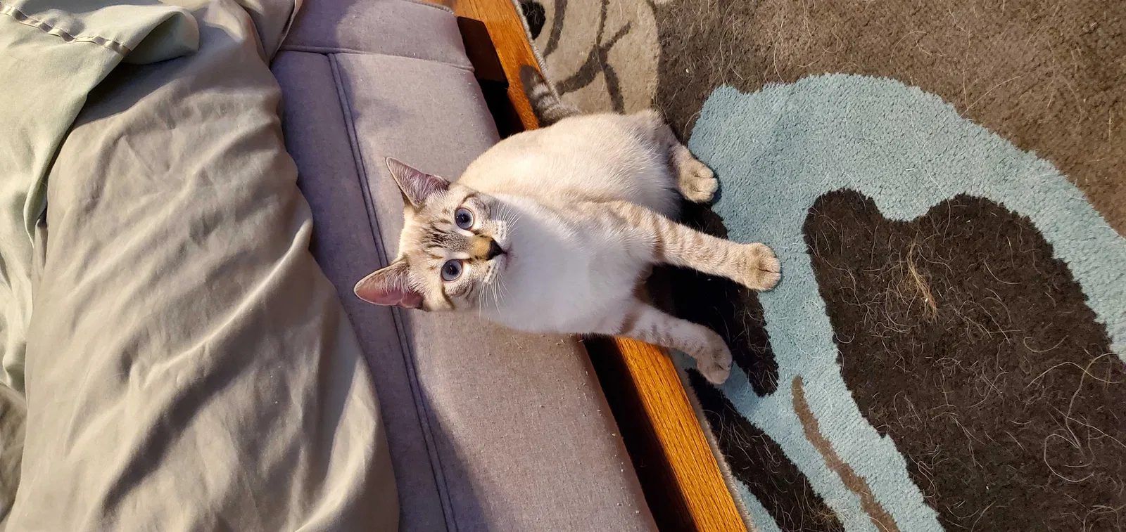 Lost cat in Kansas City, KS, 66104