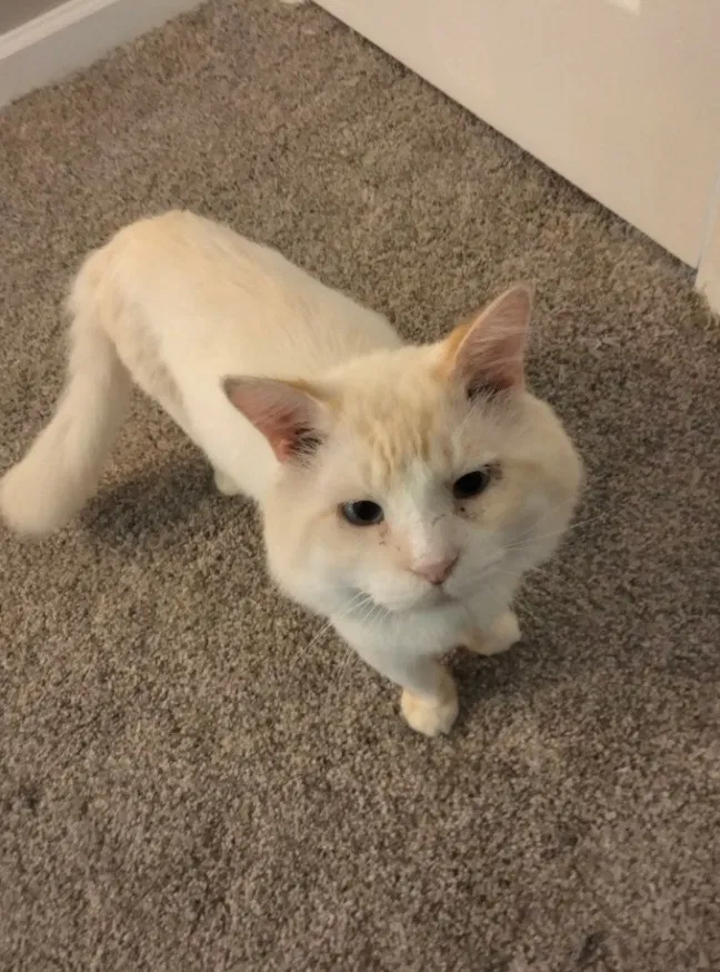 Lost cat in Cleveland, TN, 37311
