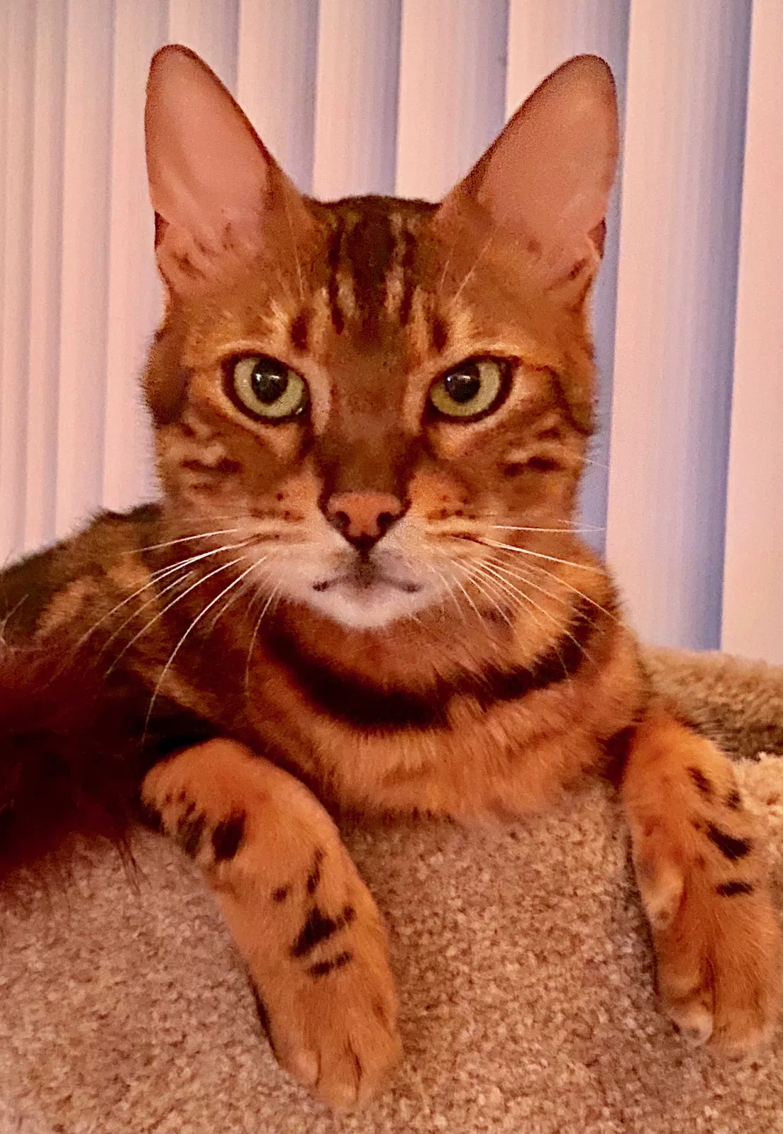 Lost cat in Fort Lauderdale, FL, 33322