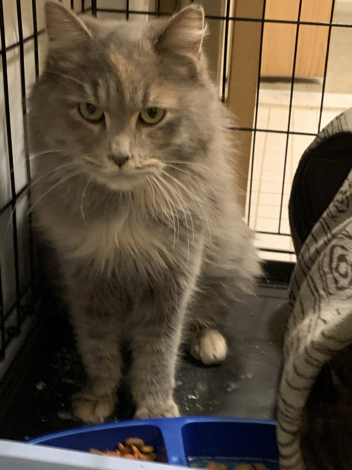Found cat in Pontiac, MI, 48342